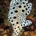 barramundi_kbrtakub_v_0339_sul6881.jpg